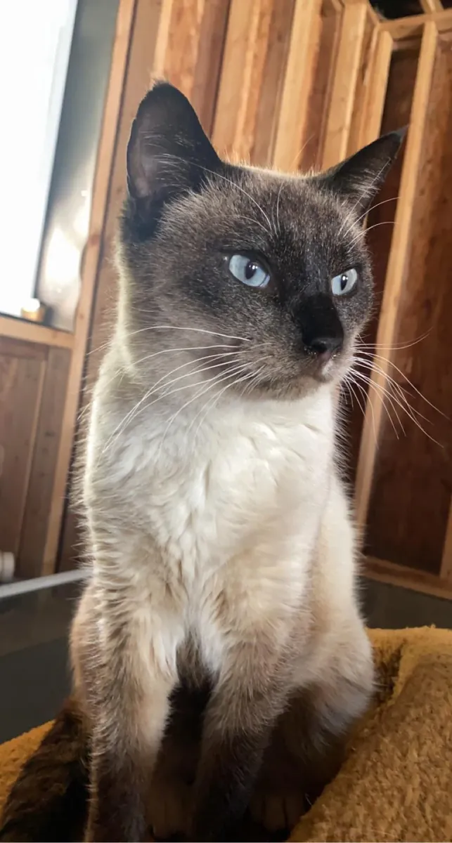 сиамская кошка