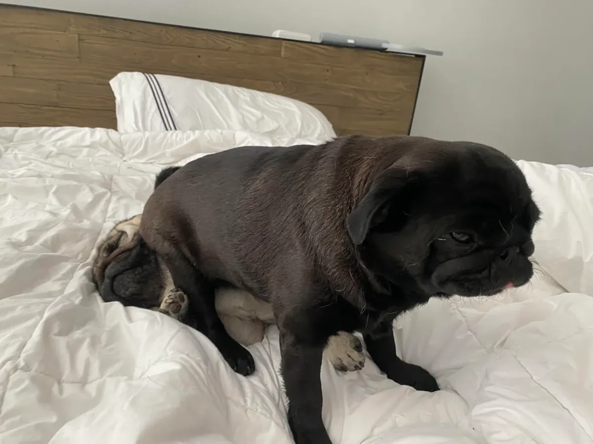 Я отдаю мопса бесплатно.