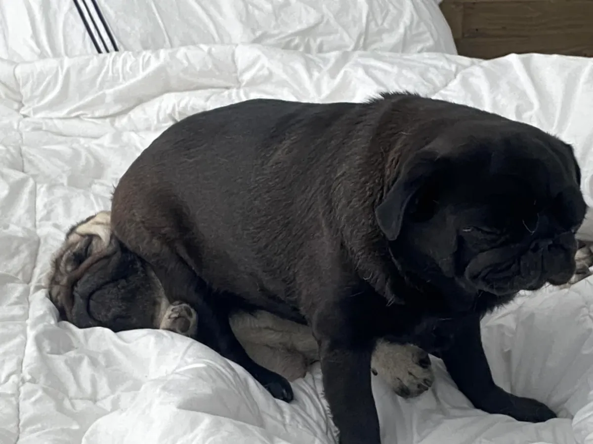 Я отдаю мопса бесплатно.