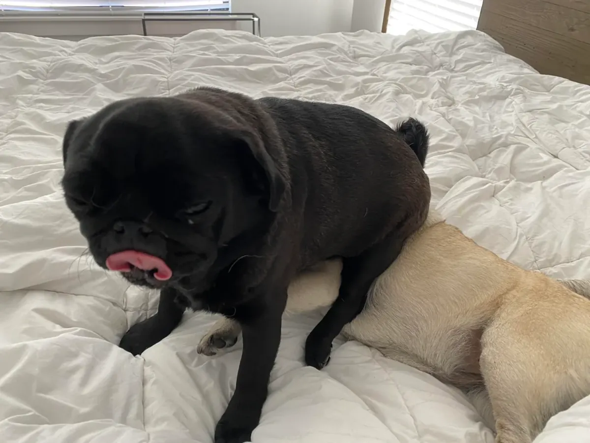 Я отдаю мопса бесплатно.