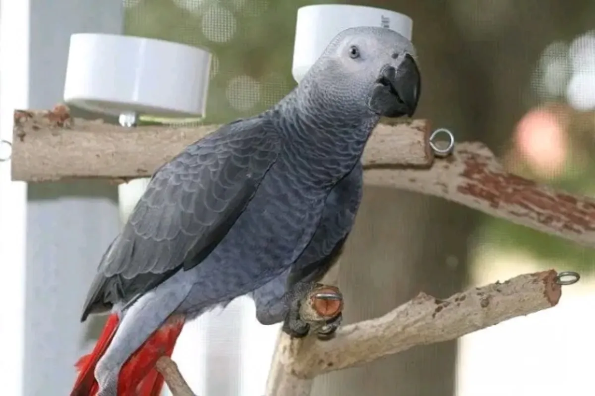  Hermosos Loros Grises Africanos – Macho y Hembra
