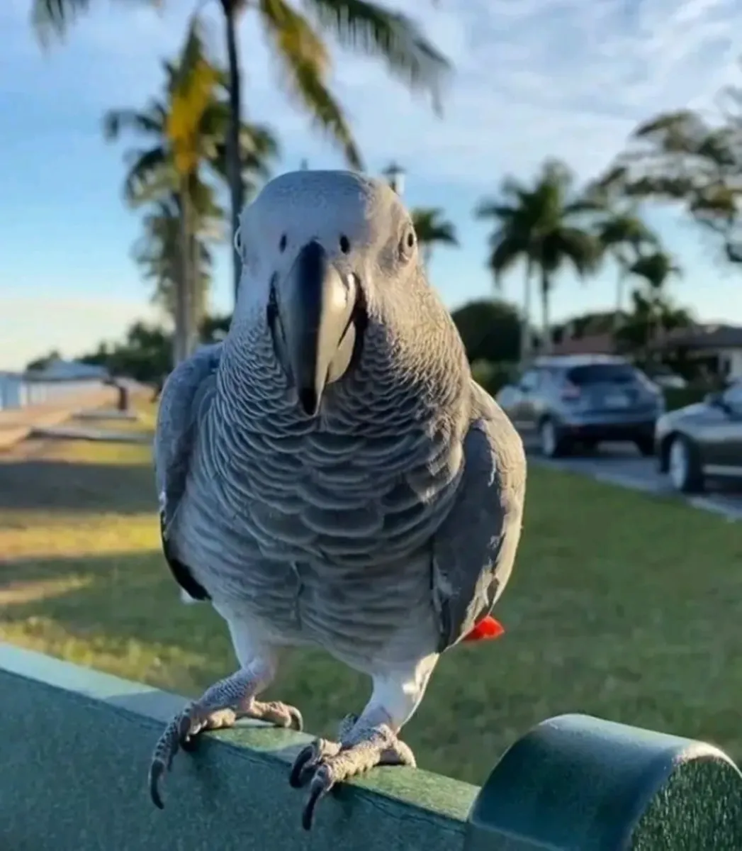 . Loros Grises Africanos en Busca de Hogares Amorosos