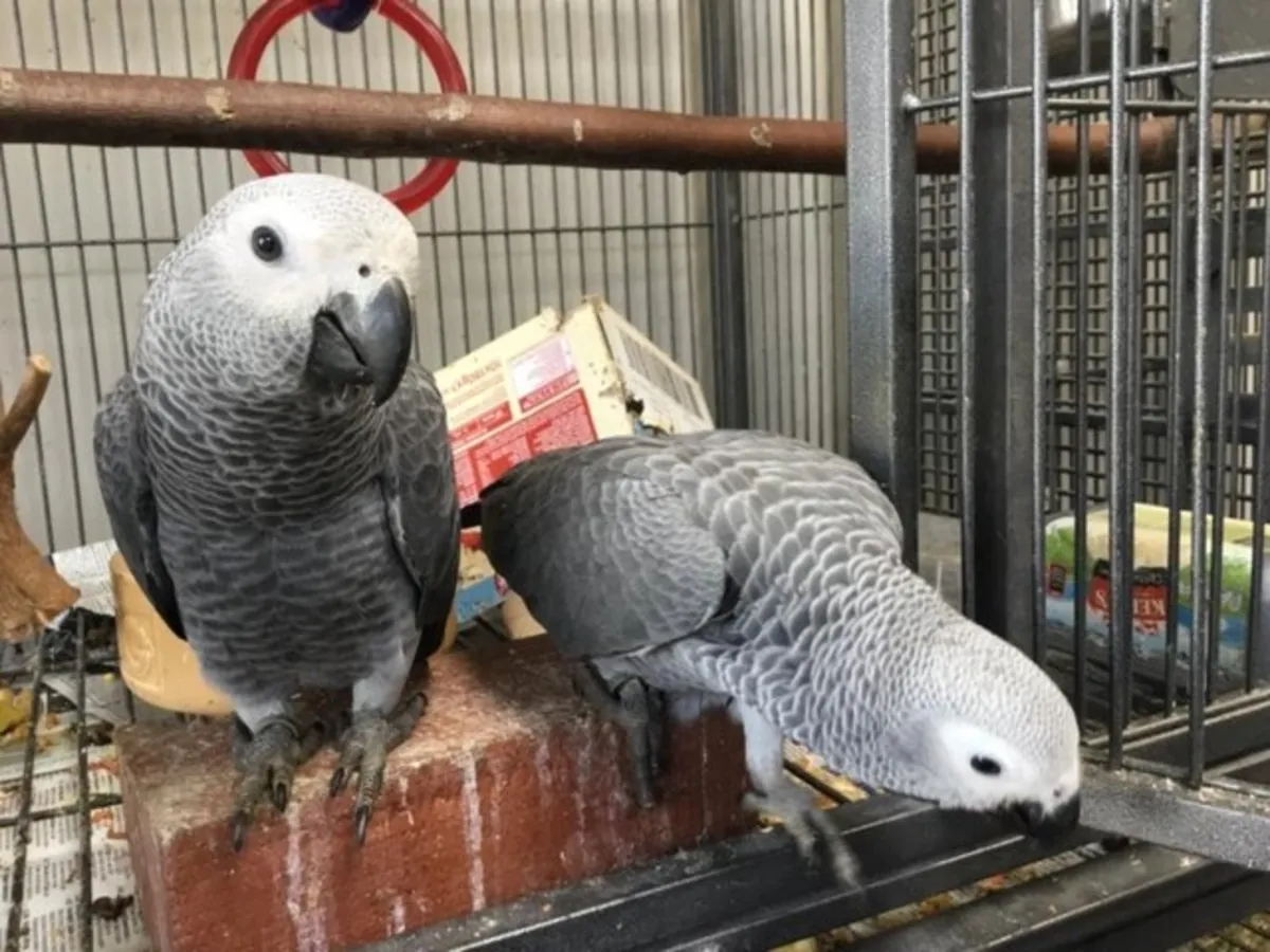  Loros grises africanos: se necesitan hogares amorosos