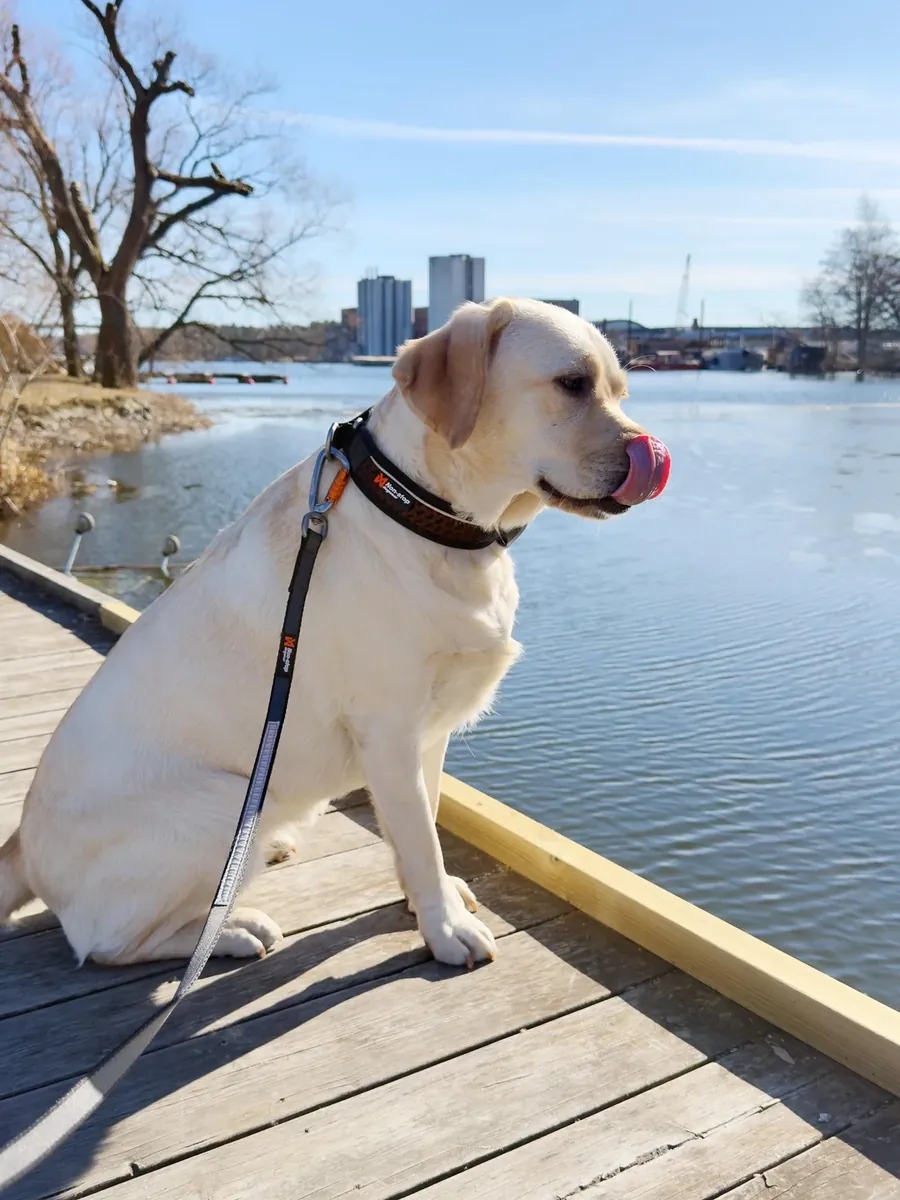 拉布拉多找人带走