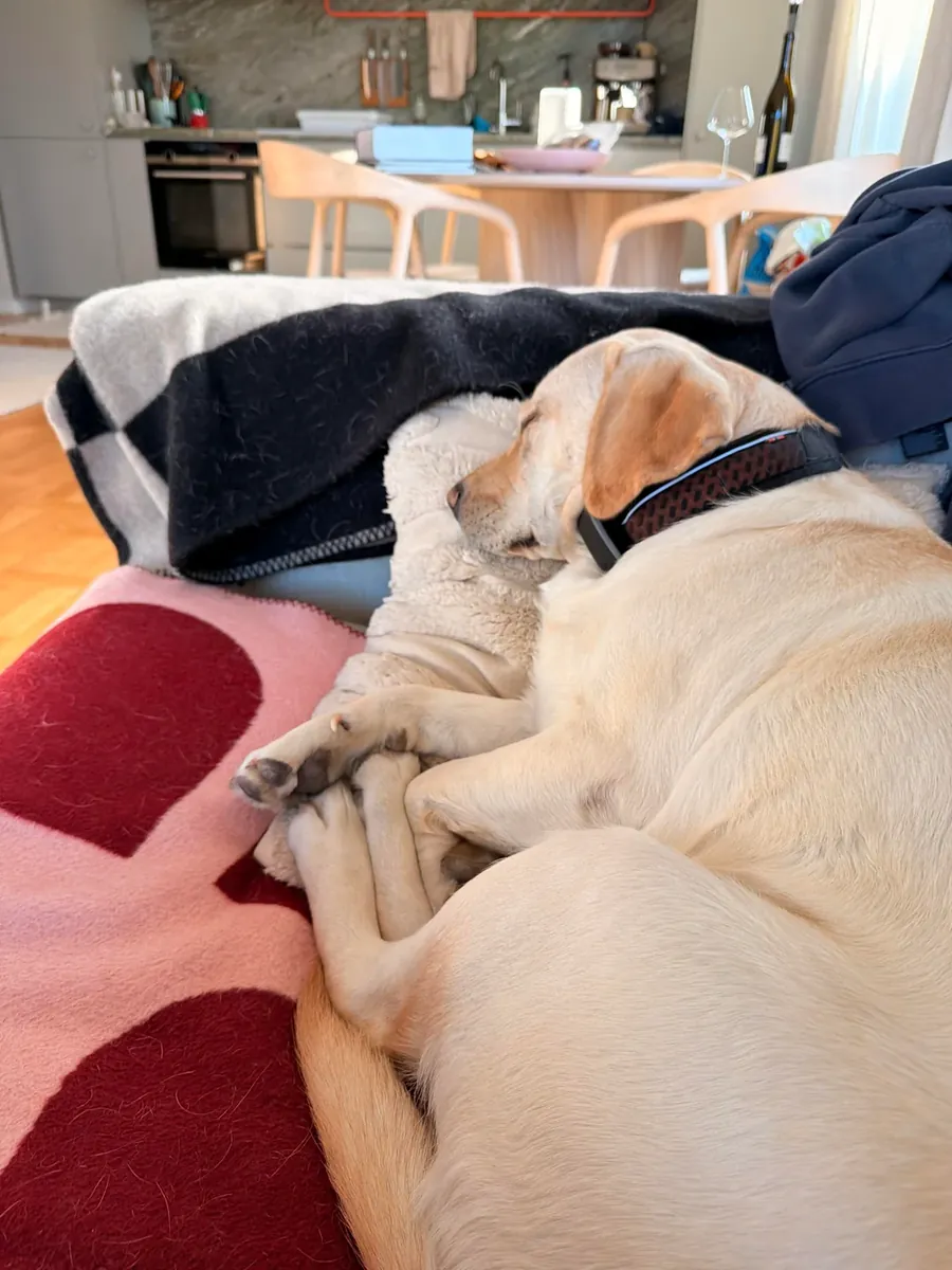 拉布拉多找人带走