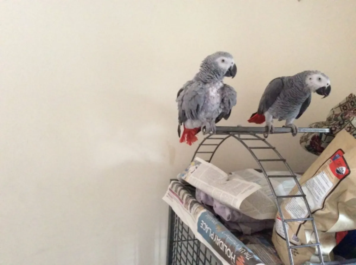  Loros grises africanos (machos y hembras) buscan un hogar definitivo
