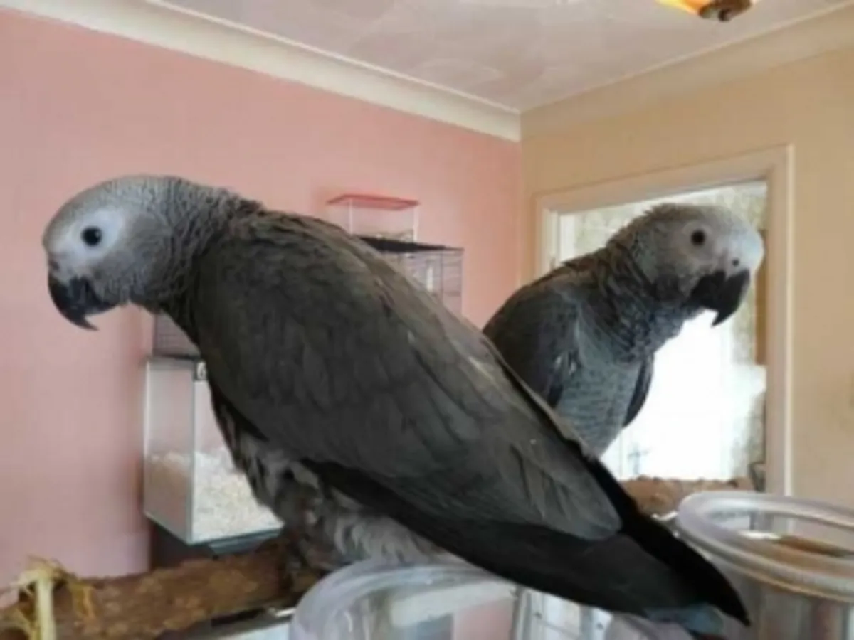  Loros grises africanos (machos y hembras) buscan un hogar definitivo