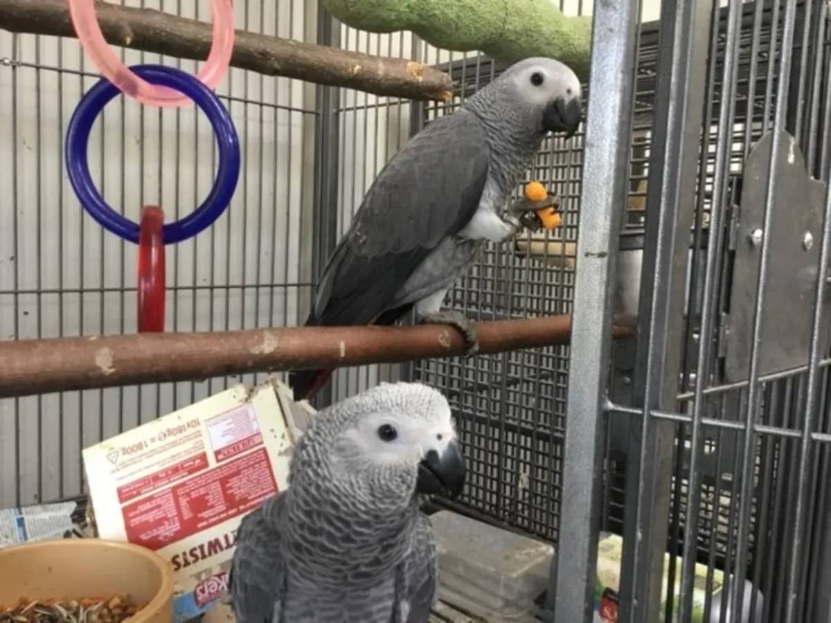  Loros Grises Africanos en Busca de Hogares Amorosos