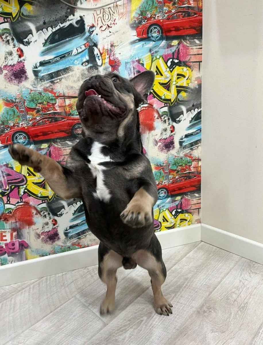法国斗牛犬
