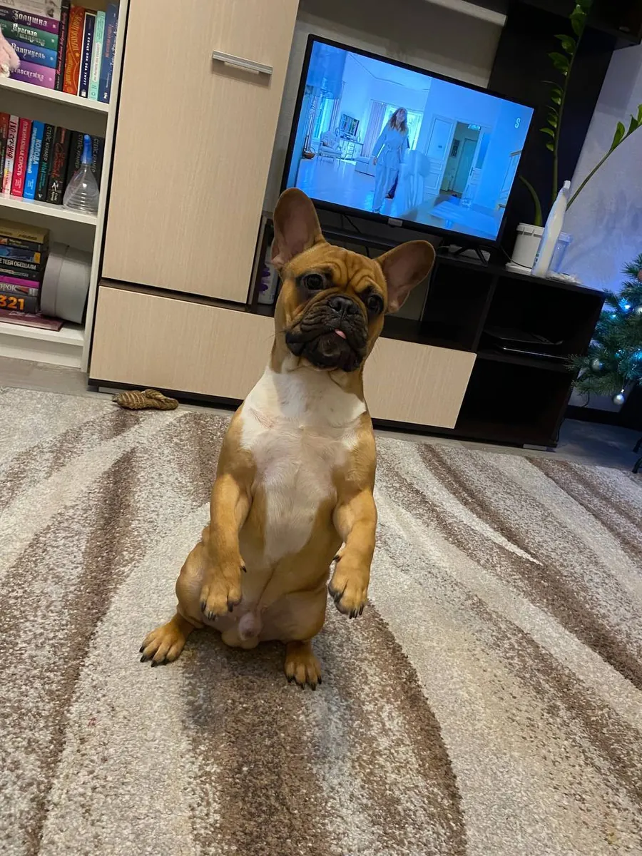 法国斗牛犬
