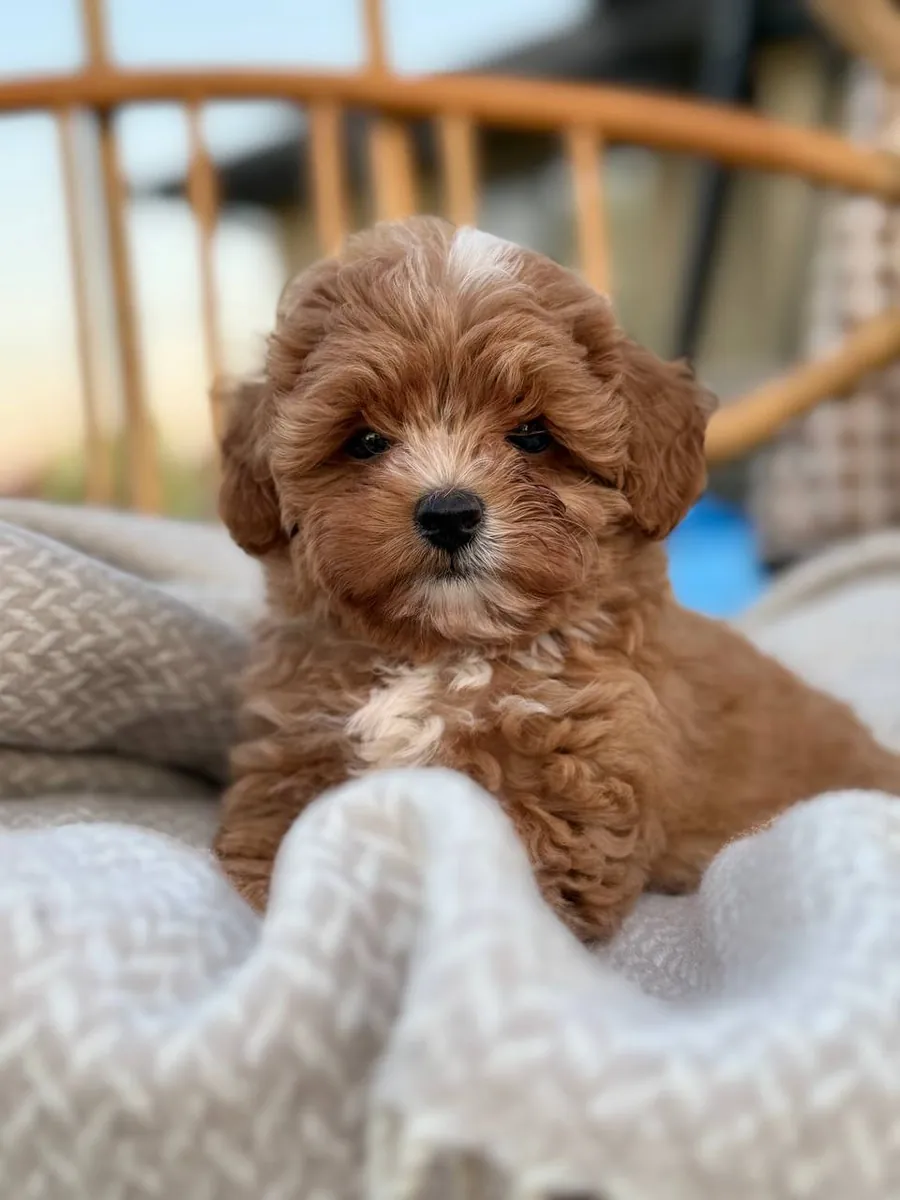 马尔济斯犬