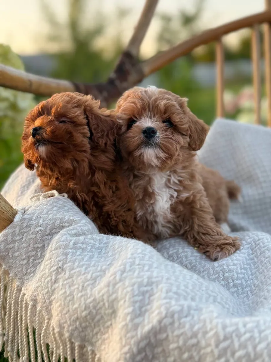马尔济斯犬