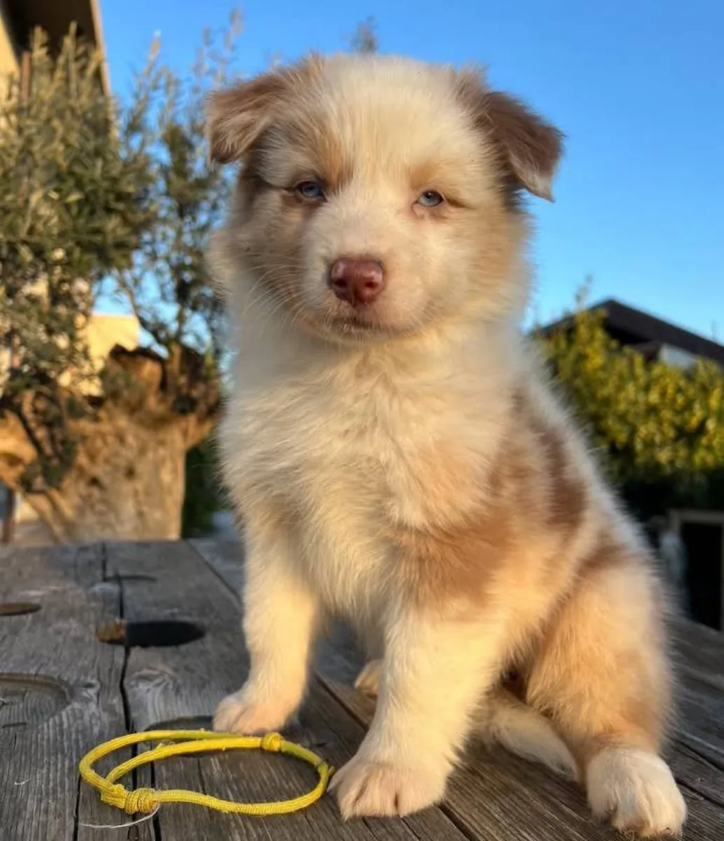 澳大利亚牧羊犬
