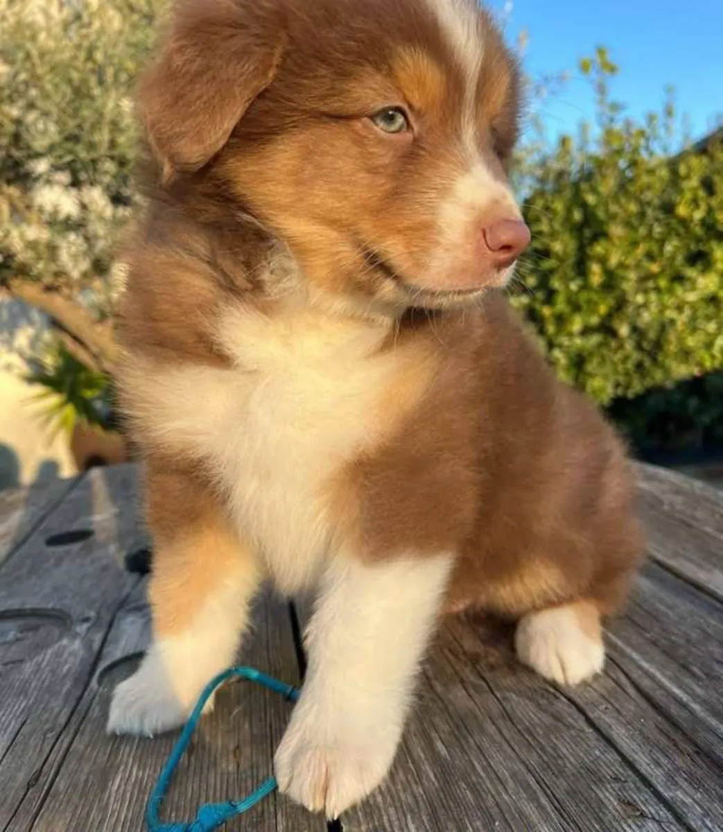 澳大利亚牧羊犬