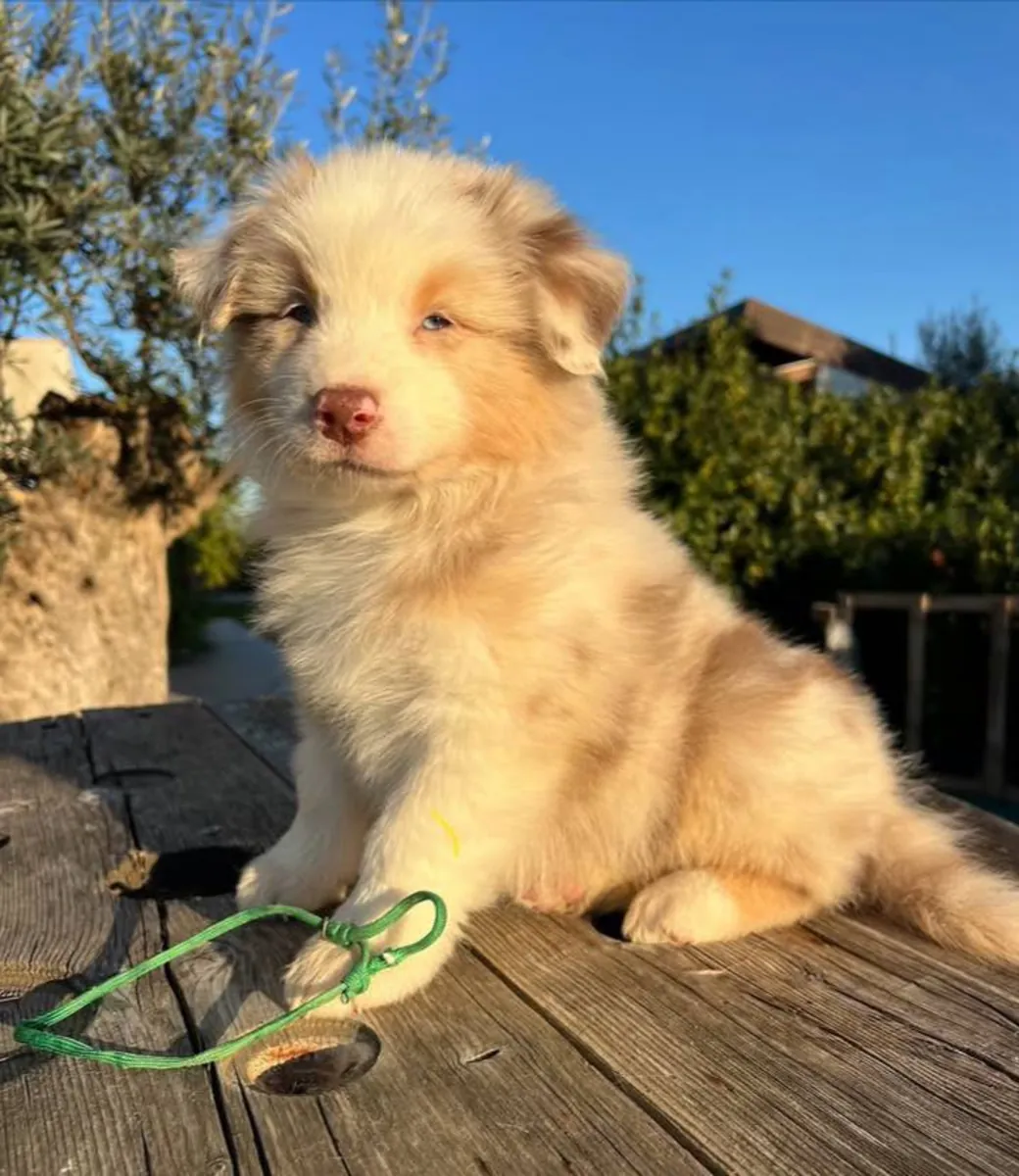 澳大利亚牧羊犬