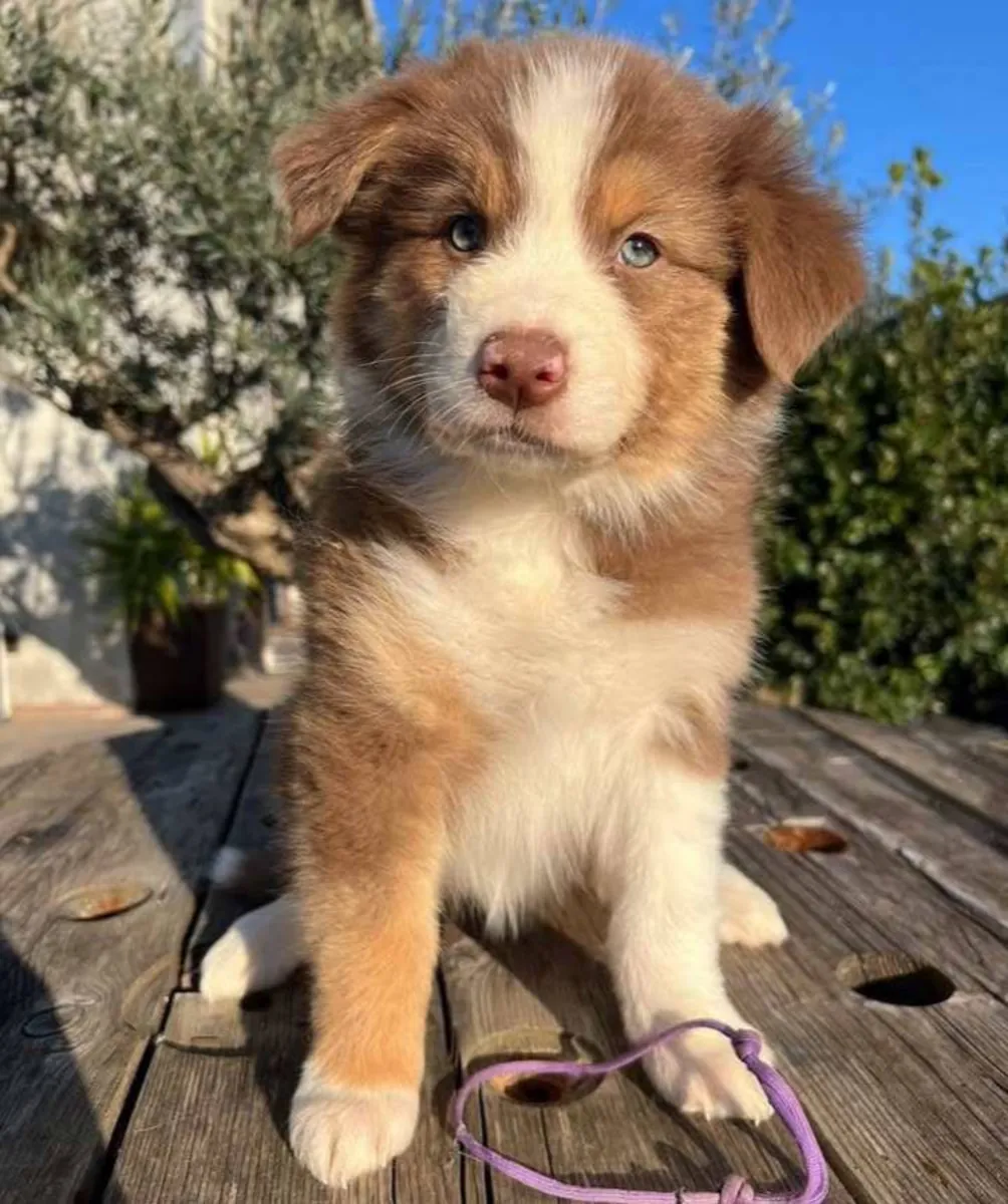 澳大利亚牧羊犬