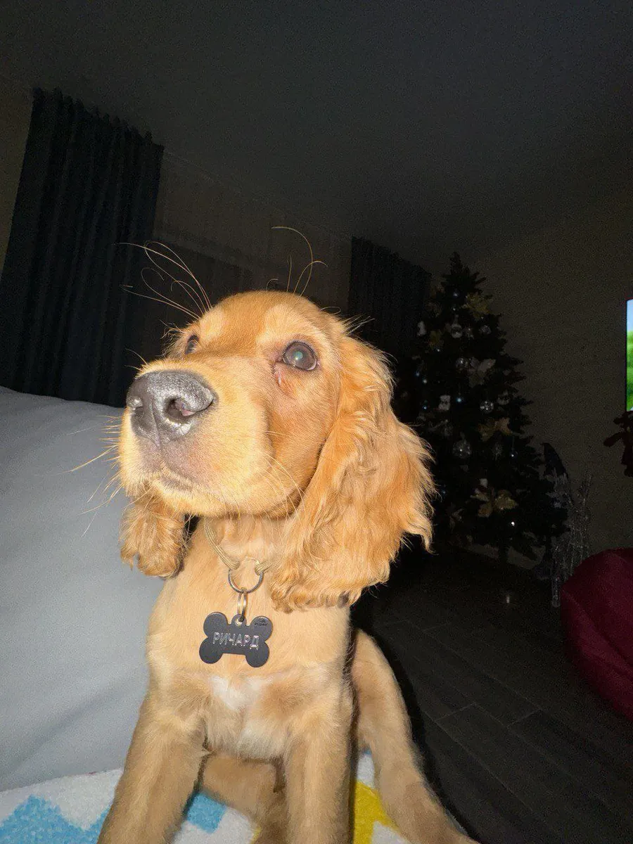 英国可卡犬