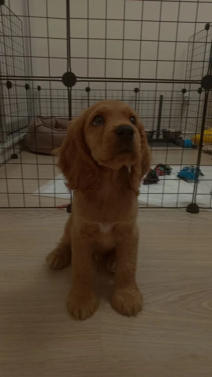 英国可卡犬