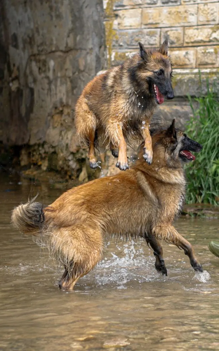 比利时牧羊犬