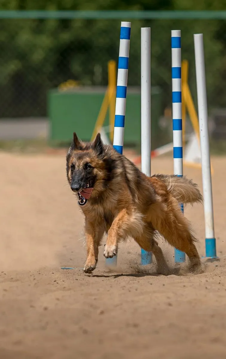 比利时牧羊犬