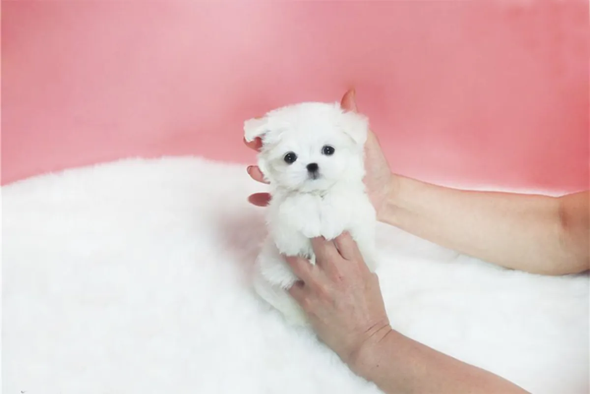 Chiots Bichon Maltais de Pure Race