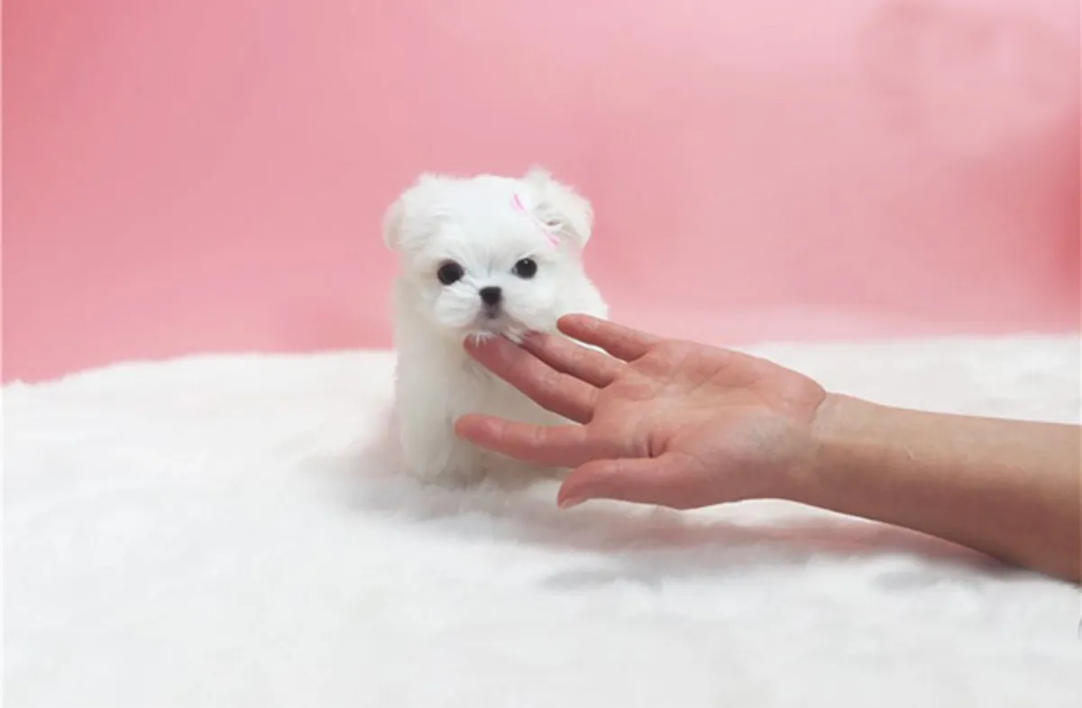 Chiots Bichon Maltais de Pure Race