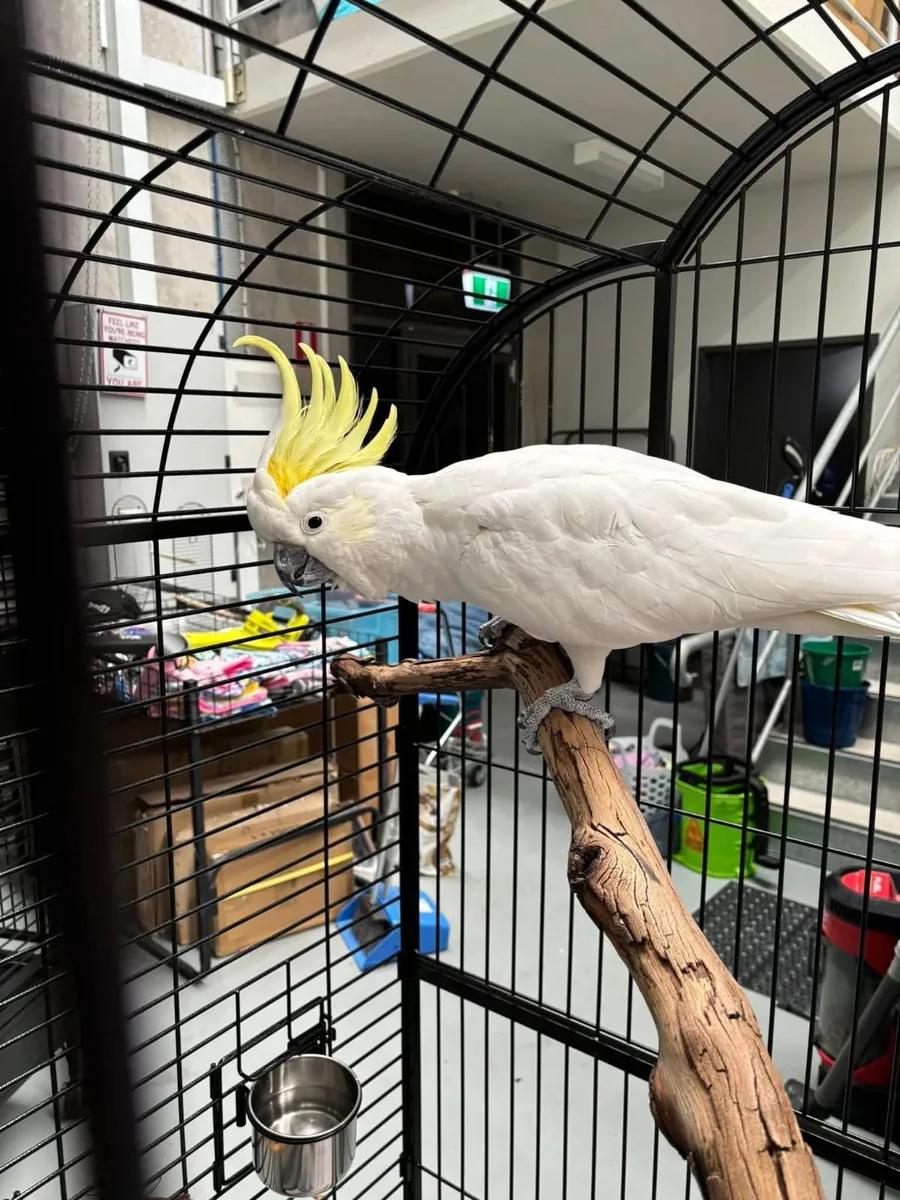 Domesticated and sociable cockatoos available