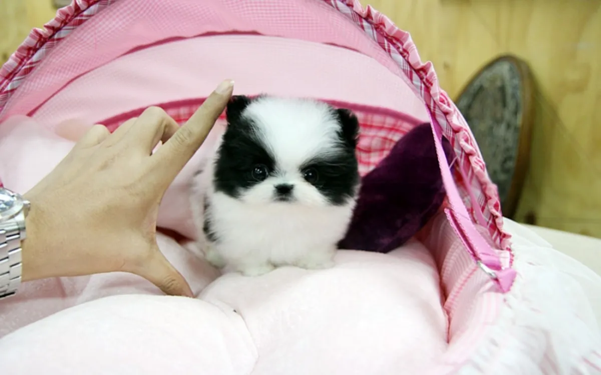 Beautiful Pomeranian puppies available