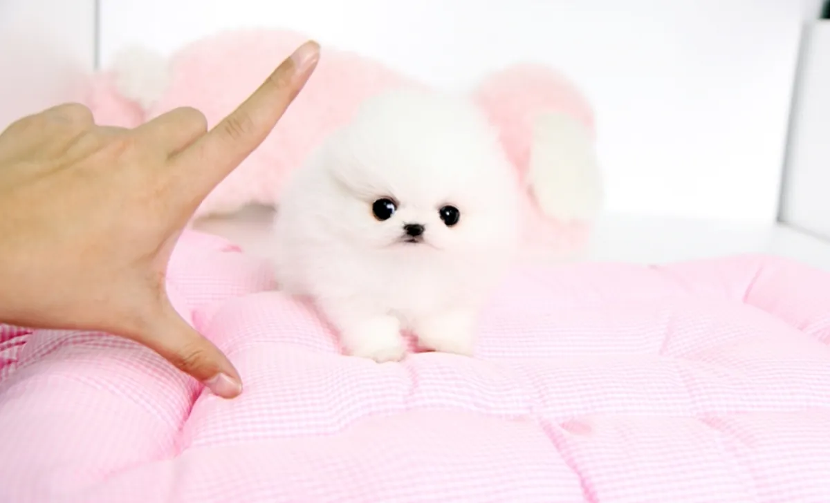 Beautiful Pomeranian puppies available