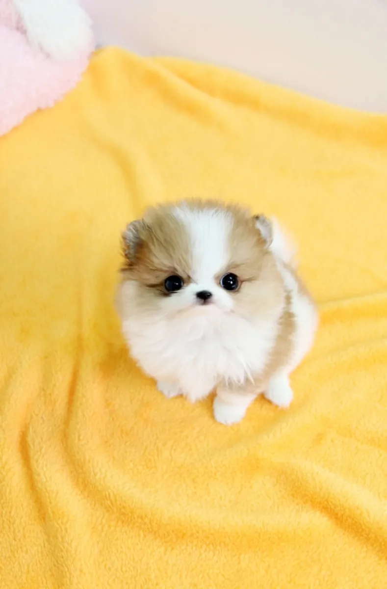 Beautiful Pomeranian puppies available