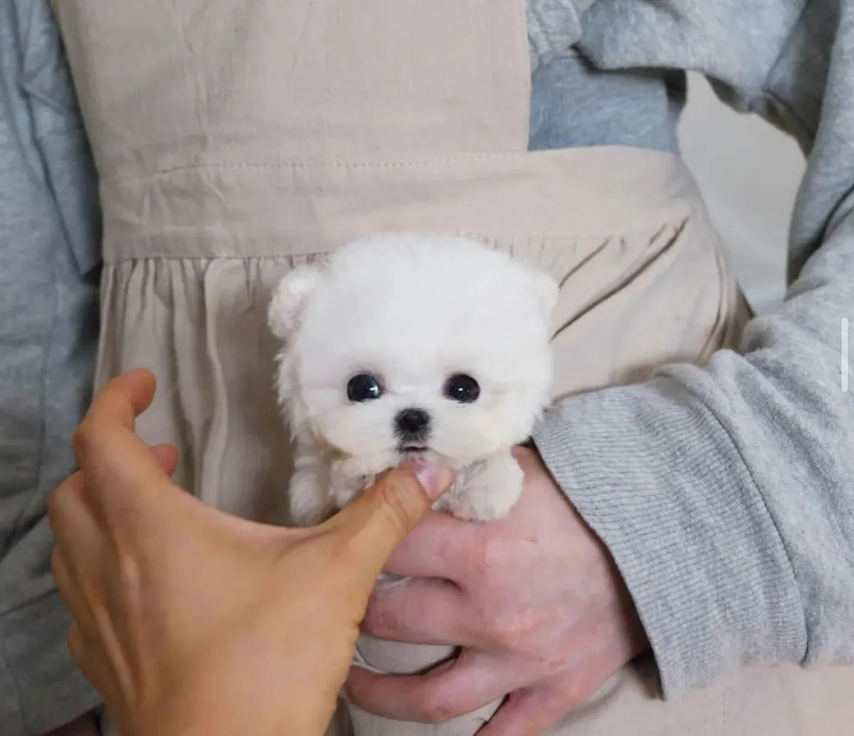 Adorable caniche toy macho y hembra- ¡LISTO PARA IRSE A CASA