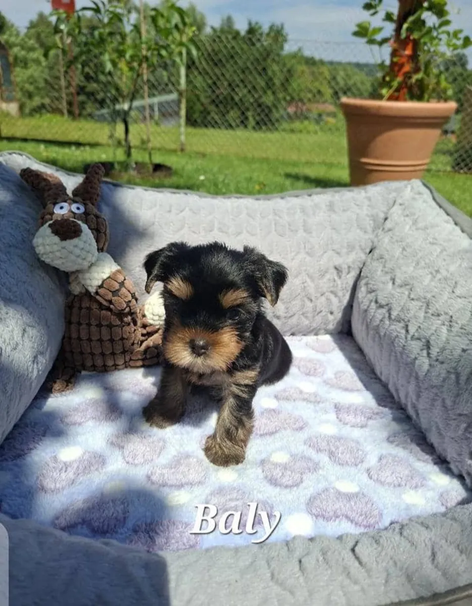 yorkshire puppies