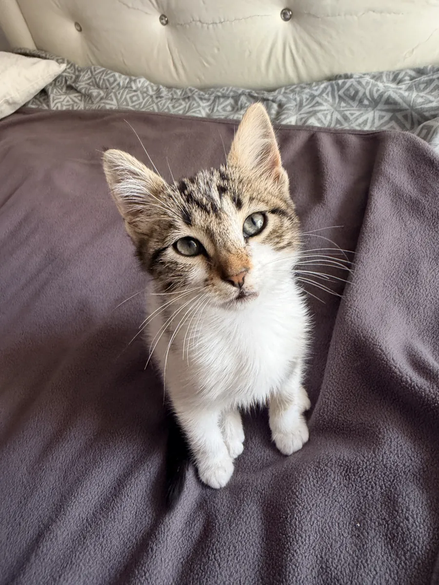 Increíblemente dócil y cariñoso cachorro busca hogar 🐾