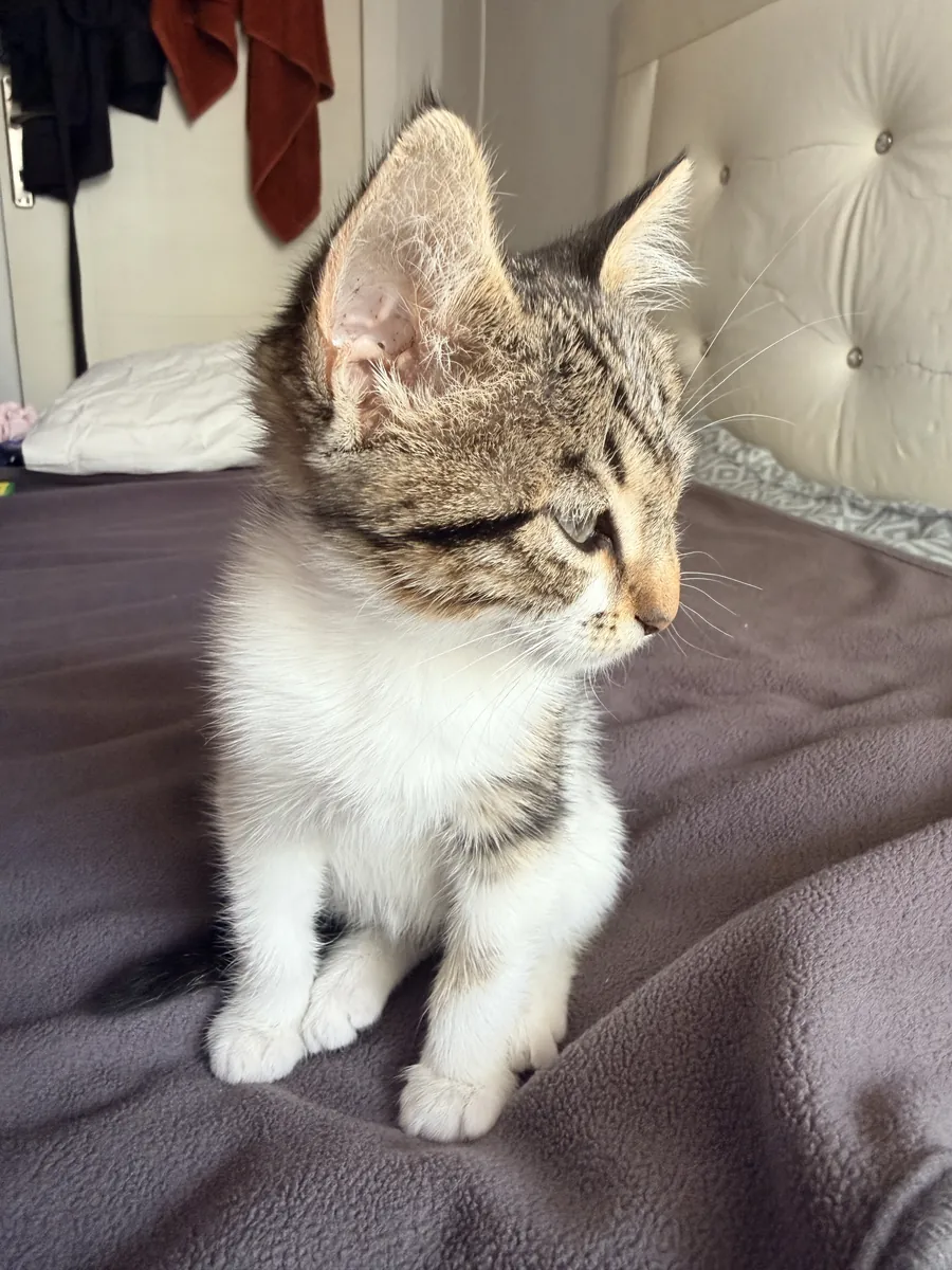 Increíblemente dócil y cariñoso cachorro busca hogar 🐾
