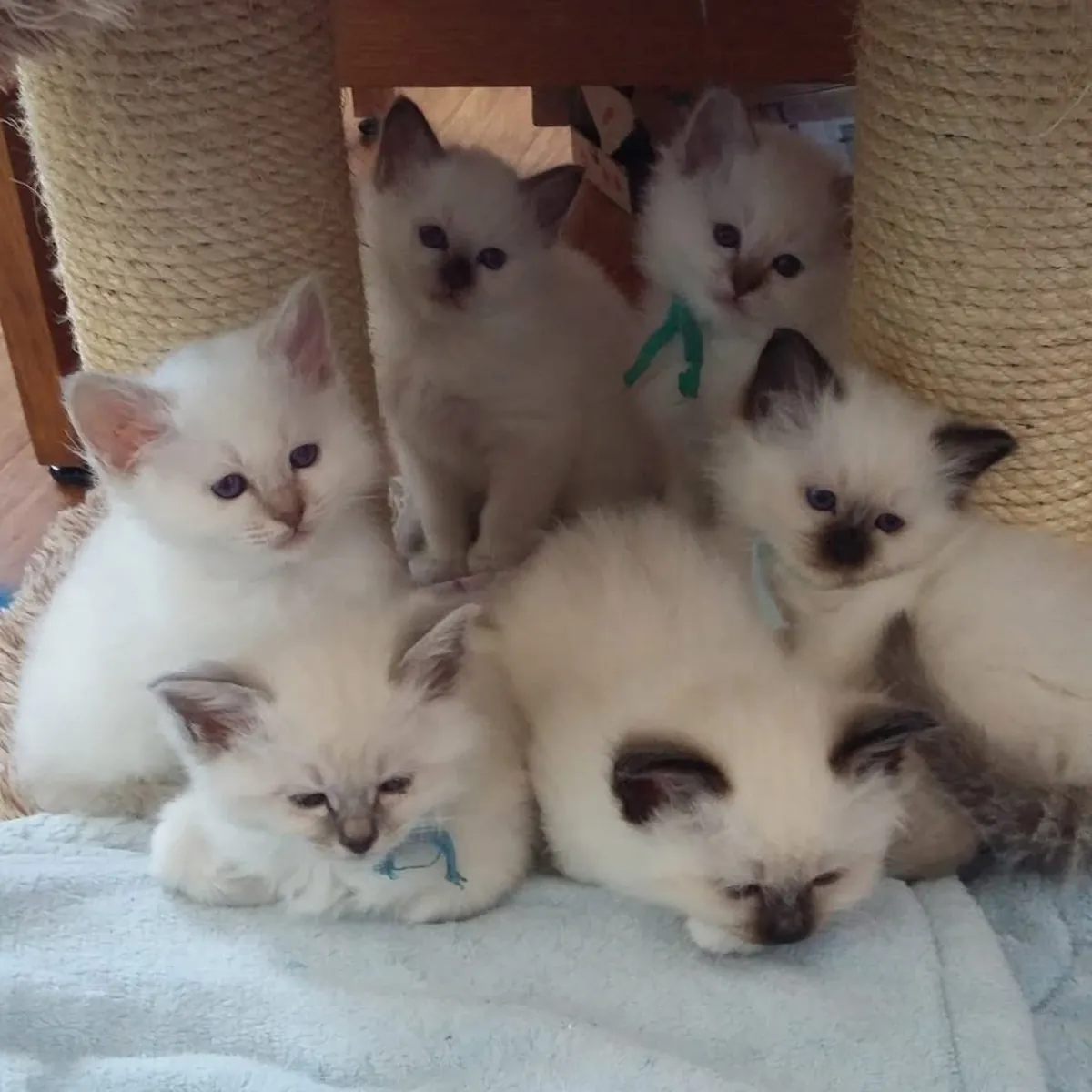 Котята отдаются