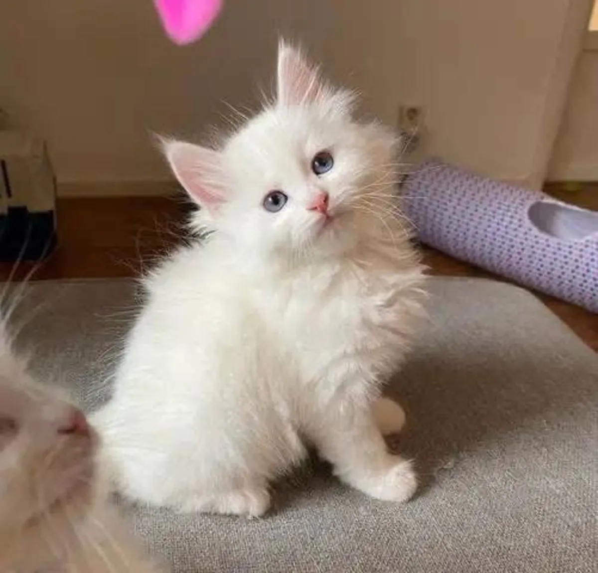 Котята отдаются