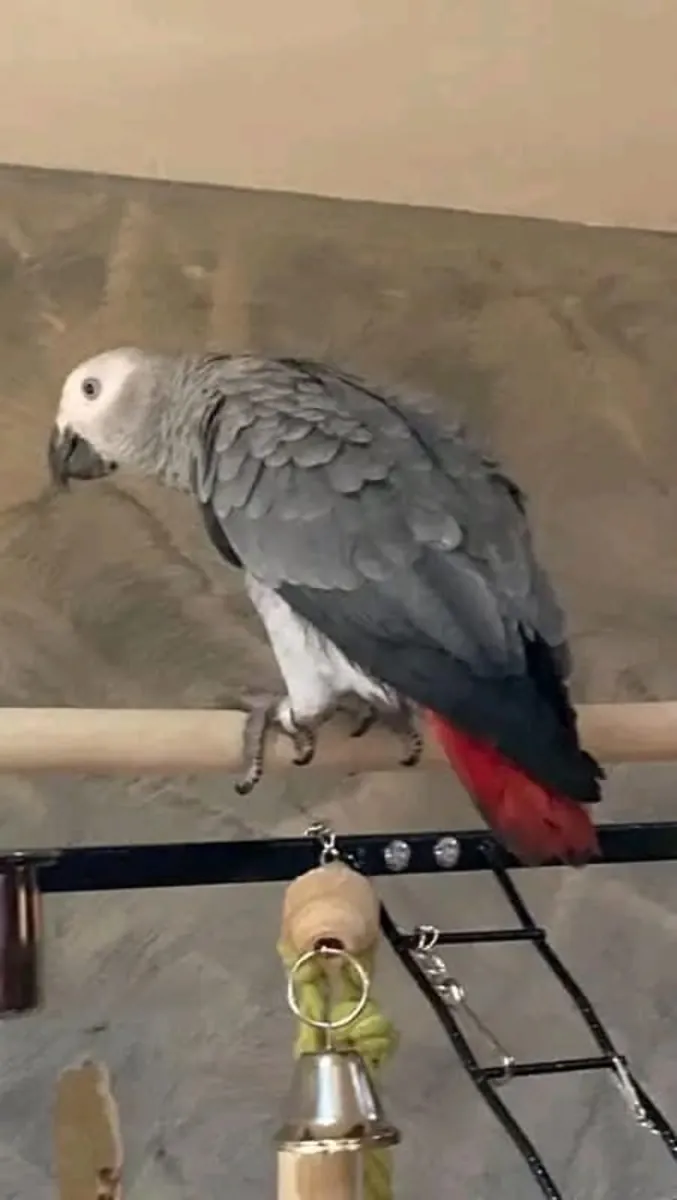 待领养的鹦鹉