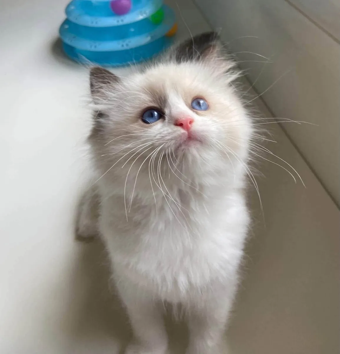 Adorable chaton à donner 