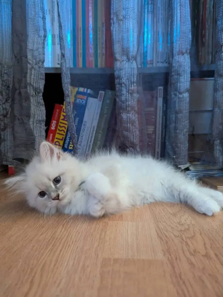 Adorable chaton à donner 