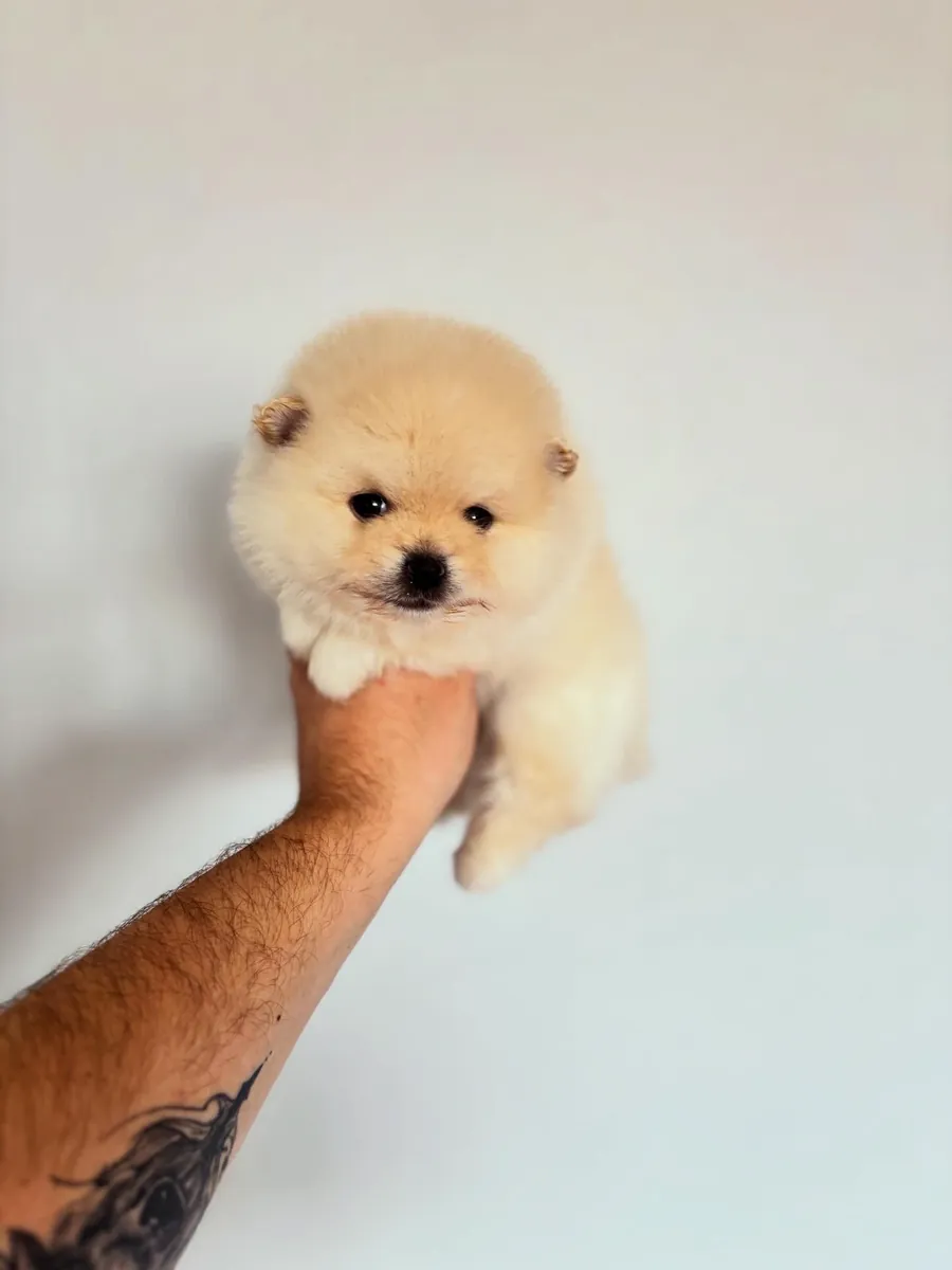 博美犬 Boo 雄性幼犬