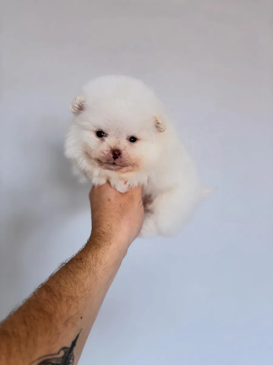 博美犬 Boo 雄性幼犬