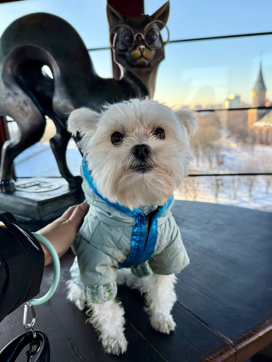 Yorkshire Terrier
