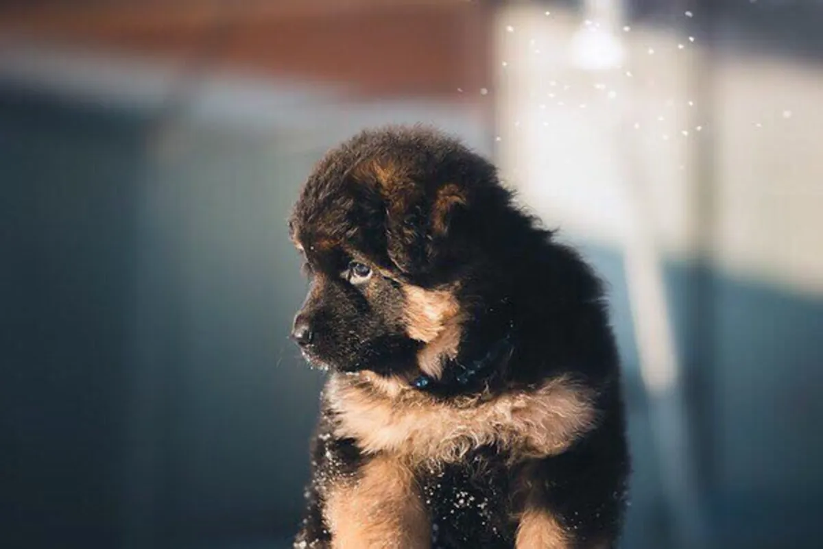 German Shepherd