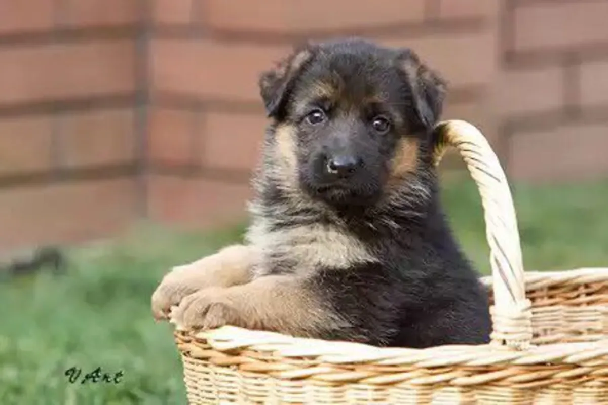 German Shepherd