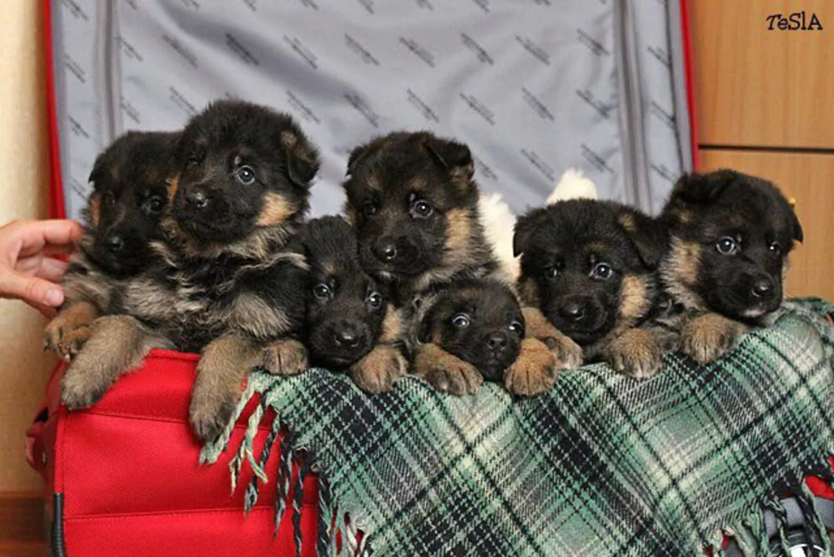 German Shepherd