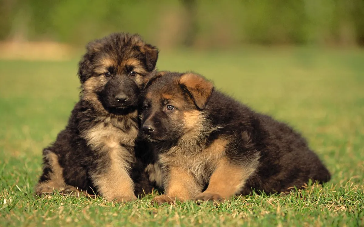 German Shepherd