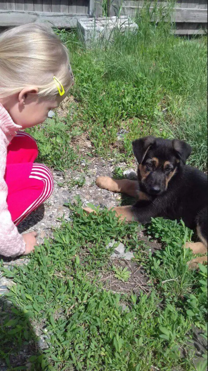 German Shepherd