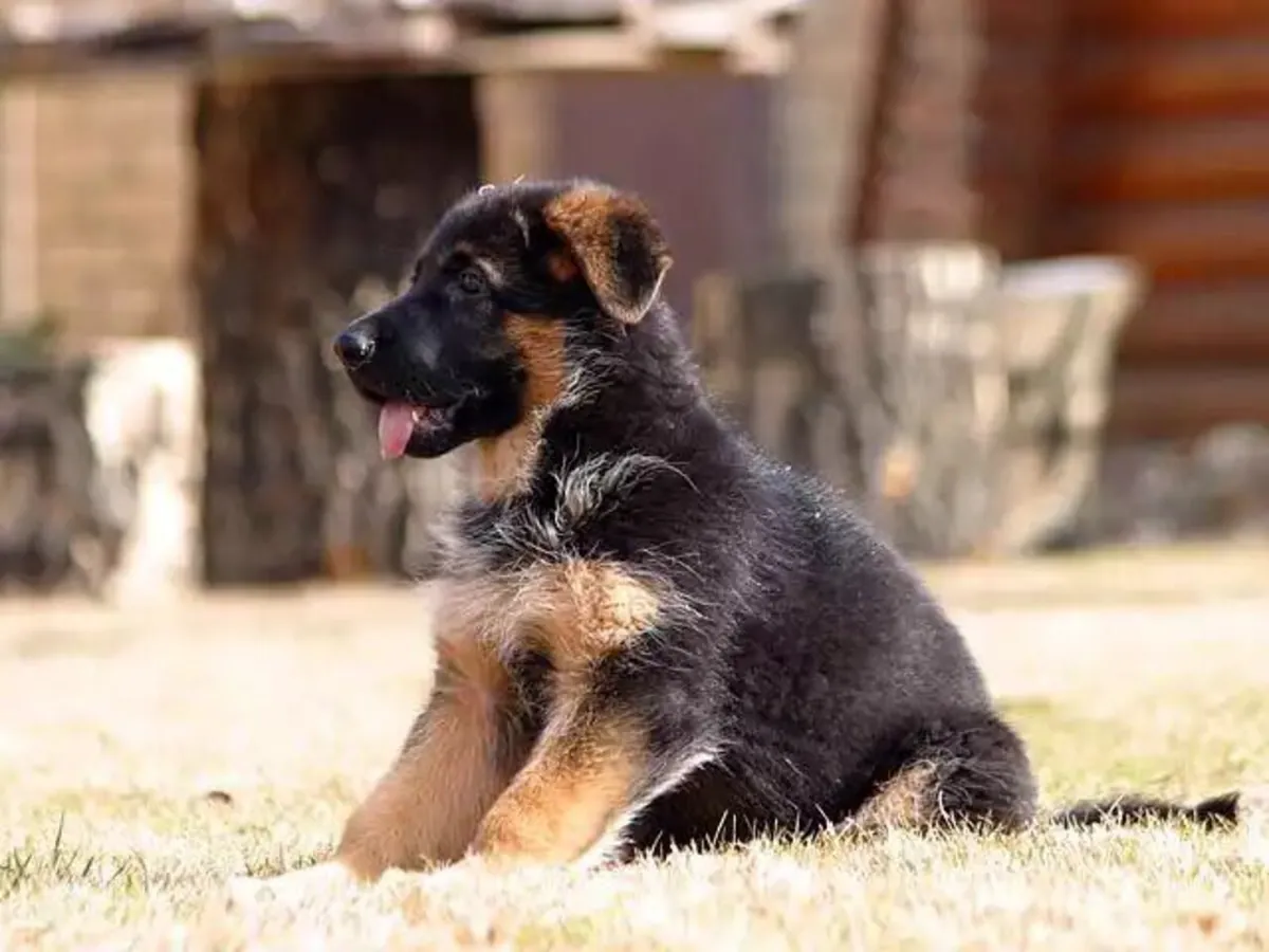 German Shepherd