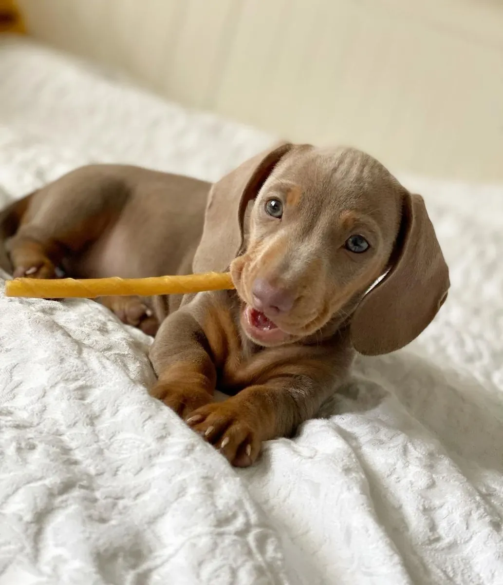 Dachshund