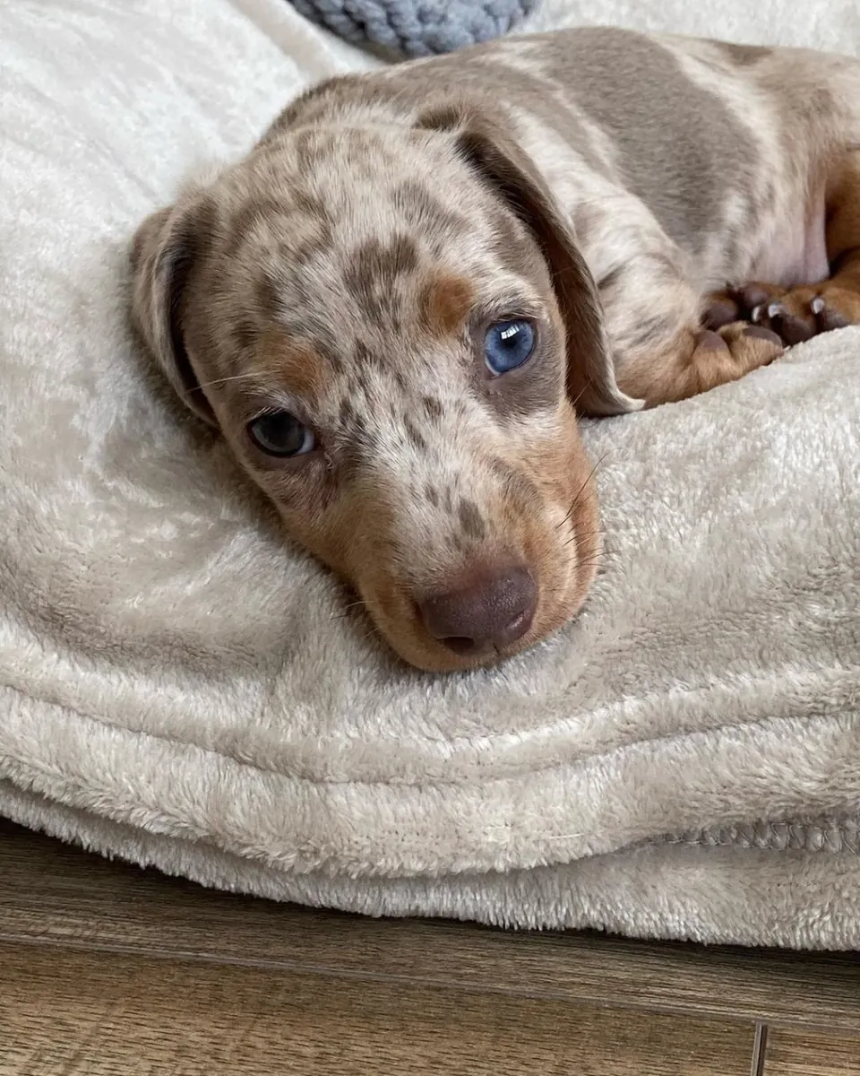 Dachshund